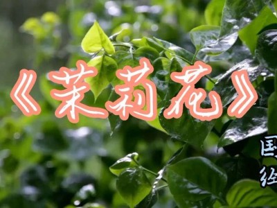 《茉莉花》：探索现代生活中的情感与人性挣扎